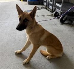 Shelter Stray Female Dog last seen , 600 Aviation Dr, Camarillo, CA 93010, USA
