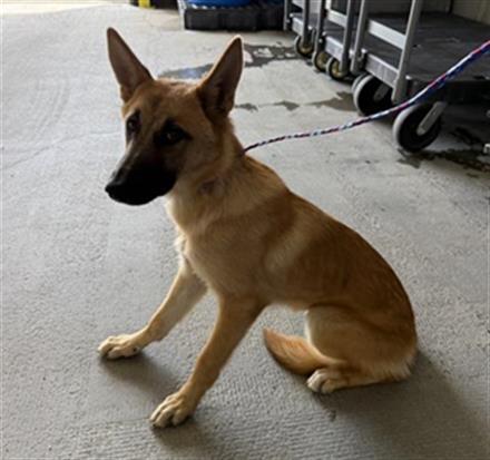 Shelter Stray Female Dog last seen , 600 Aviation Dr, Camarillo, CA 93010, USA