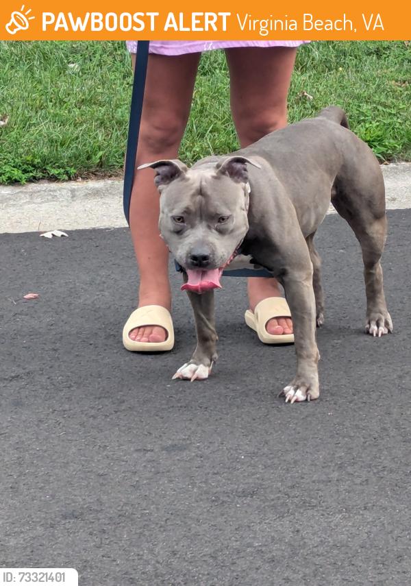 Found/Stray Female Dog last seen Pirata and carano, Virginia Beach, VA 23462