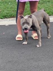 Found/Stray Female Dog last seen Pirata and carano, Virginia Beach, VA 23462