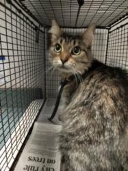 Shelter Stray Female Cat last seen , West Valley Animal Shelter, 20655 Plummer St, Chatsworth, CA 91311, USA