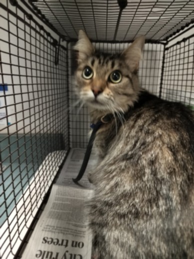 Shelter Stray Female Cat last seen , West Valley Animal Shelter, 20655 Plummer St, Chatsworth, CA 91311, USA