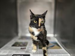 Shelter Stray Female Cat last seen , West Valley Animal Shelter, 20655 Plummer St, Chatsworth, CA 91311, USA