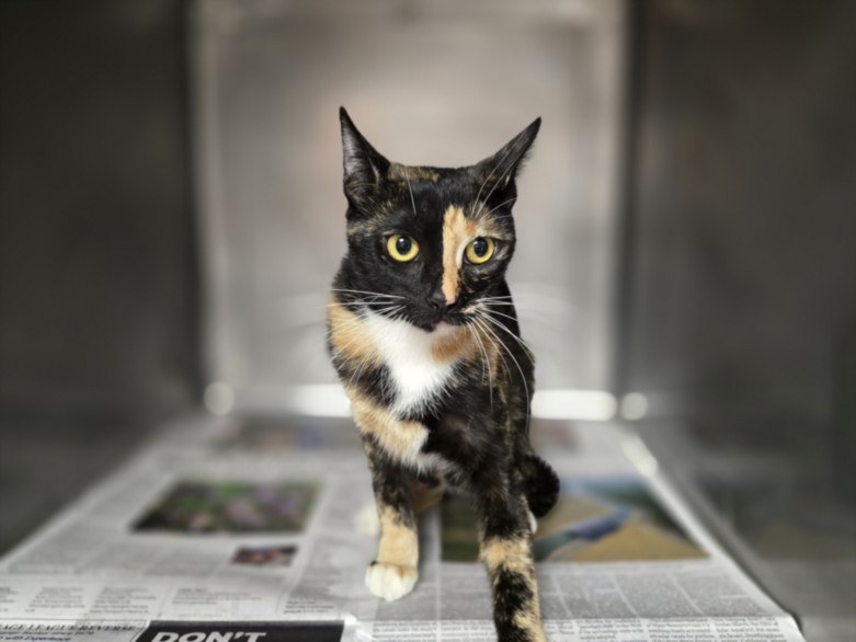 Shelter Stray Female Cat last seen , West Valley Animal Shelter, 20655 Plummer St, Chatsworth, CA 91311, USA