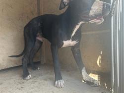 Shelter Stray Male Dog last seen Near BLOCK SW 39TH ST, OKLAHOMA CITY OK 73119, 2811 SE 29th St, Oklahoma City, OK 73129, USA