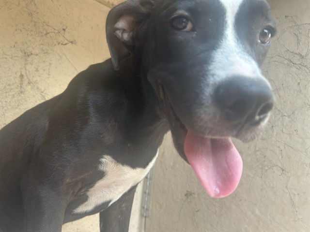 Shelter Stray Male Dog last seen Near BLOCK SW 39TH ST, OKLAHOMA CITY OK 73119, 2811 SE 29th St, Oklahoma City, OK 73129, USA