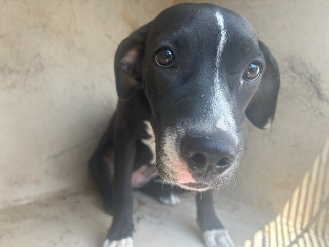 Shelter Stray Female Dog last seen Near BLOCK SW 39TH ST, OKLAHOMA CITY OK 73119, 2811 SE 29th St, Oklahoma City, OK 73129, USA