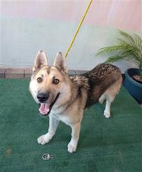 Shelter Stray Female Dog last seen , 4275 Elton St, Baldwin Park, CA 91706, USA