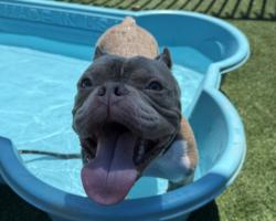 Shelter Stray Male Dog last seen , 3201 Lacy St, Los Angeles, CA 90031, USA