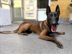 Shelter Stray Male Dog last seen , 3201 Lacy St, Los Angeles, CA 90031, USA