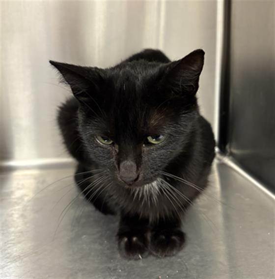 Shelter Stray Female Cat last seen Near, 5001 E Raymond St, Indianapolis, IN 46203, USA