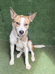 Shelter Stray Female Dog last seen , 5210 W Ave I, Lancaster, CA 93536, USA