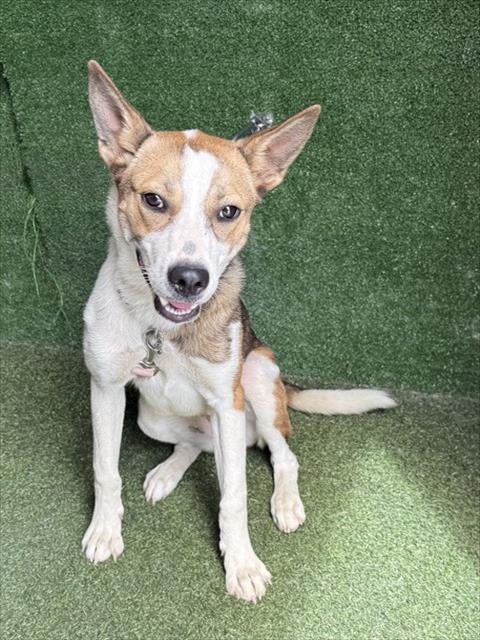 Shelter Stray Female Dog last seen , 5210 W Ave I, Lancaster, CA 93536, USA