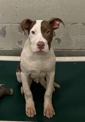 Shelter Stray Male Dog last seen FOUND ON FARMINGTON AND KICKAPOO CREEK, 2600 NE Perry Ave, Peoria, IL 61603, USA