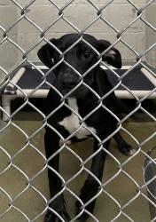 Shelter Stray Female Dog last seen FOUND ON FARMINGTON AND KICKAPOO CREEK, 2600 NE Perry Ave, Peoria, IL 61603, USA