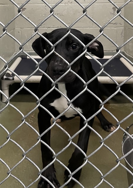 Shelter Stray Female Dog last seen FOUND ON FARMINGTON AND KICKAPOO CREEK, 2600 NE Perry Ave, Peoria, IL 61603, USA