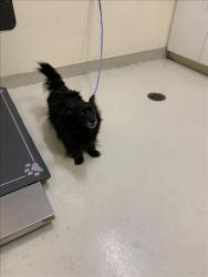 Shelter Stray Female Dog last seen VARGAS ROAD, 1950 Stevenson Blvd, Fremont, CA 94538, USA