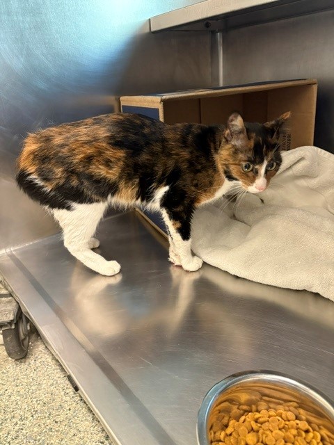Shelter Stray Female Cat last seen JAMAICA PLAIN, 350 S Huntington Ave, Jamaica Plain, MA 02130, USA