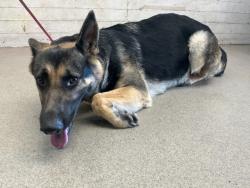 Shelter Stray Female Dog last seen BASELINE AND 215, 333 Chandler Pl, San Bernardino, CA 92408, USA