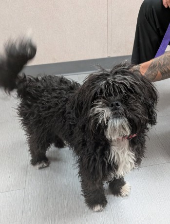 Shelter Stray Female Dog last seen , 333 Chandler Pl, San Bernardino, CA 92408, USA
