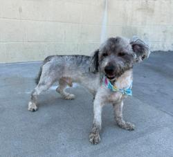Shelter Stray Male Dog last seen , 11258 Garfield Ave, Downey, CA 90242, USA