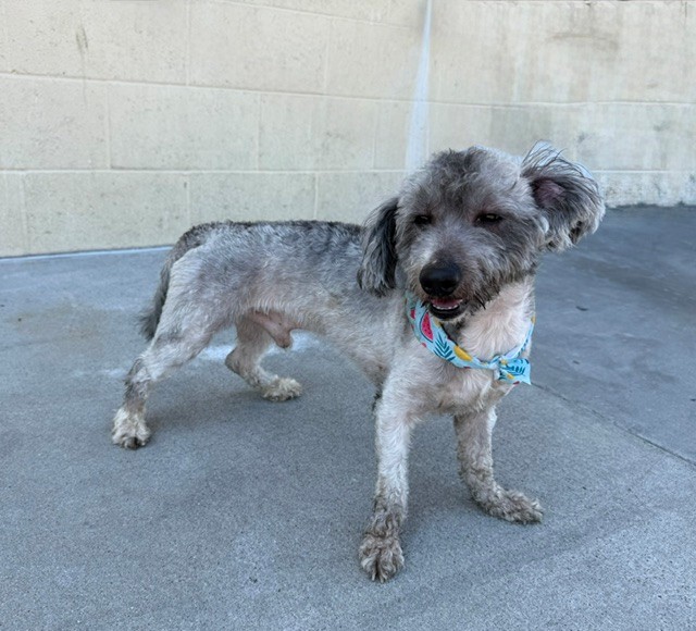 Shelter Stray Male Dog last seen , 11258 Garfield Ave, Downey, CA 90242, USA
