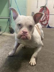 Shelter Stray Female Dog last seen RIVERSIDE BLVD & CLIPPER WAY, 2127 Front St, Sacramento, CA 95818, USA