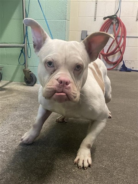Shelter Stray Female Dog last seen RIVERSIDE BLVD & CLIPPER WAY, 2127 Front St, Sacramento, CA 95818, USA