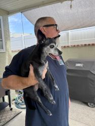 Reunited Female Dog last seen Clark & Rose St. in Bellflower, Bellflower, CA 90706