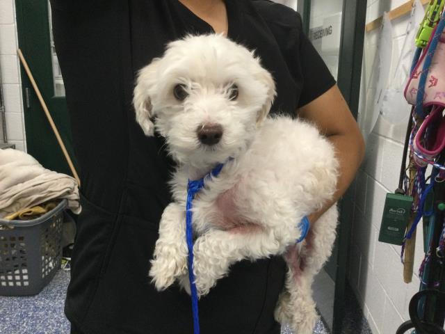 Shelter Stray Female Dog last seen WHISPERING PALMS CATHEDRAL CITY CA 92234, 72050 Pet Land Pl, Thousand Palms, CA 92276, USA