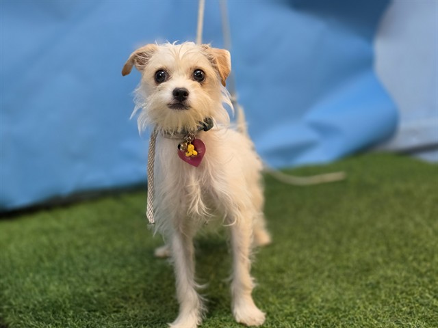 Shelter Stray Female Dog last seen , 216 W Victoria St, Gardena, CA 90248, USA