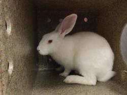 Shelter Stray Female Other last seen Near BLOCK CIELO VISTA RD, 72050 Pet Land Pl, Thousand Palms, CA 92276, USA