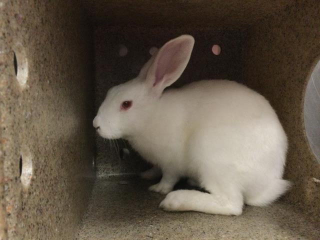 Shelter Stray Female Other last seen Near BLOCK CIELO VISTA RD, 72050 Pet Land Pl, Thousand Palms, CA 92276, USA