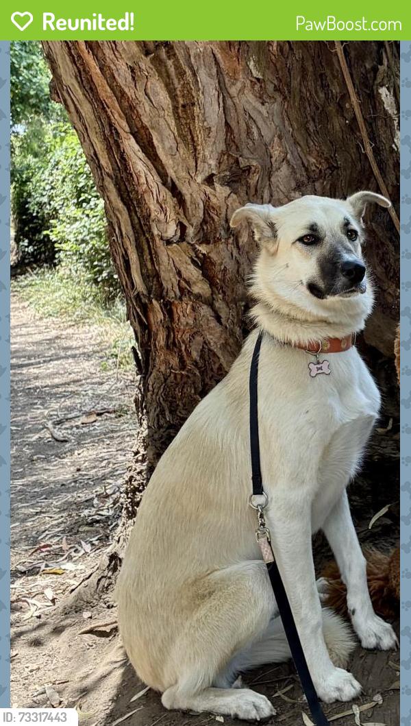 Reunited Female Dog last seen Near hwy 192, Carpinteria, CA 93013