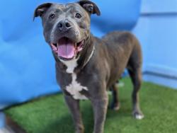 Shelter Stray Female Dog last seen , 216 W Victoria St, Gardena, CA 90248, USA