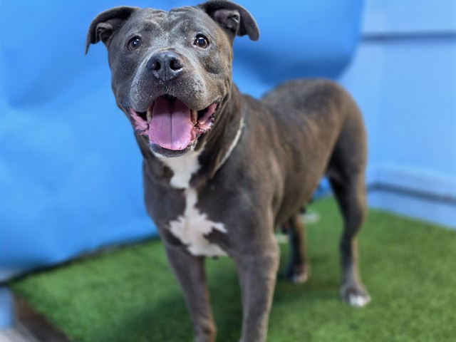 Shelter Stray Female Dog last seen , 216 W Victoria St, Gardena, CA 90248, USA