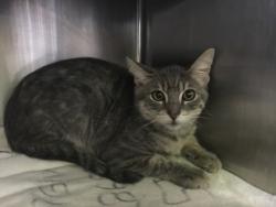 Shelter Stray Male Cat last seen , 1850 W 60th St, Los Angeles, CA 90047, USA