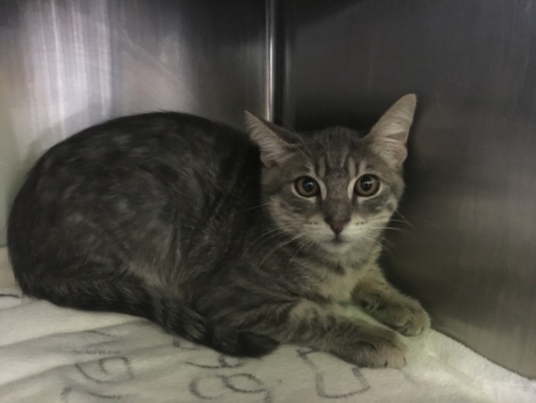 Shelter Stray Male Cat last seen , 1850 W 60th St, Los Angeles, CA 90047, USA