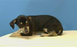 Shelter Stray Male Dog last seen , 216 W Victoria St, Gardena, CA 90248, USA