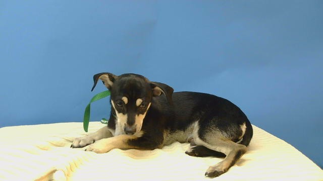 Shelter Stray Male Dog last seen , 216 W Victoria St, Gardena, CA 90248, USA