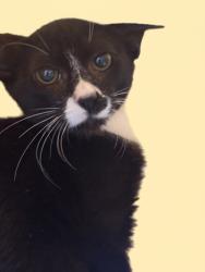 Shelter Stray Male Cat last seen , 1850 W 60th St, Los Angeles, CA 90047, USA