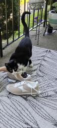 Found/Stray Unknown Cat last seen University Parkway/Roan, Johnson City, TN 37604