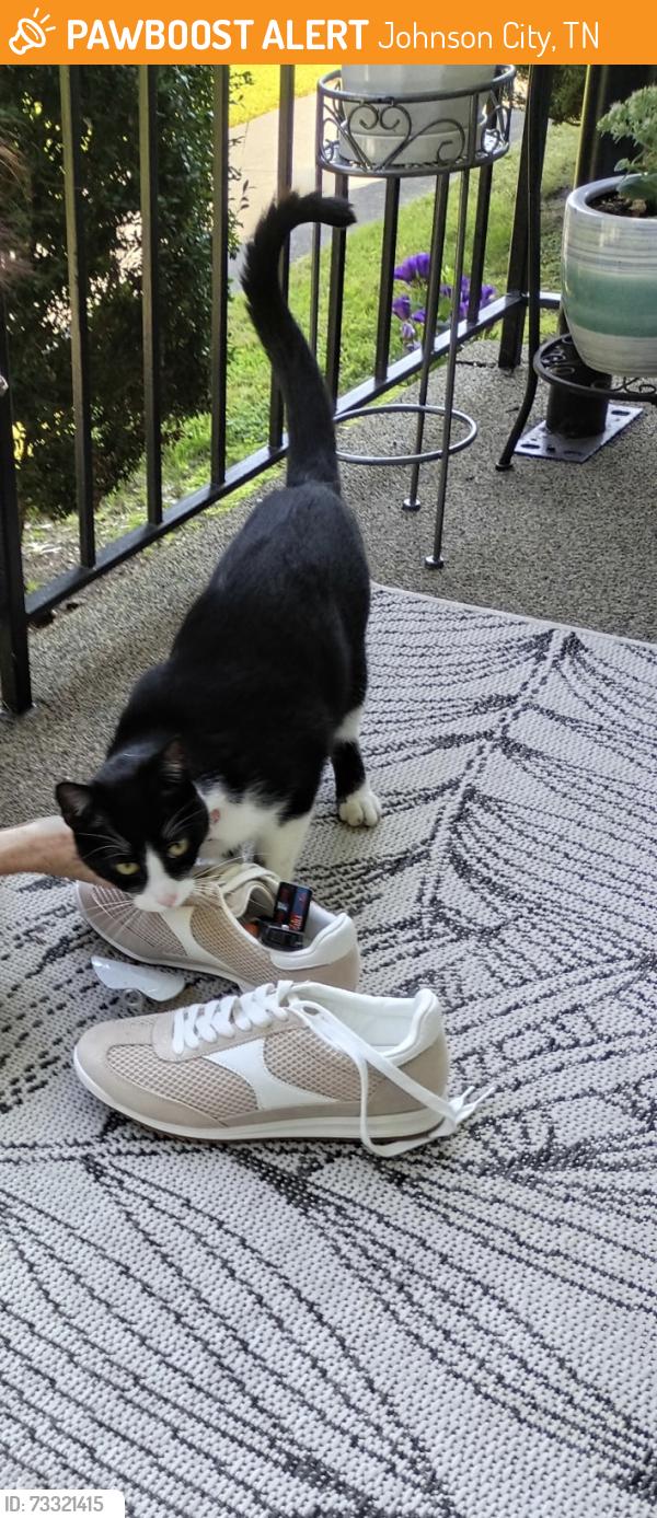 Found/Stray Unknown Cat last seen University Parkway/Roan, Johnson City, TN 37604