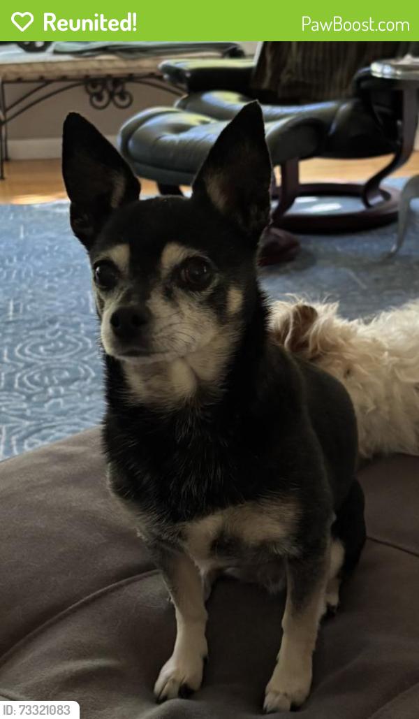Reunited Female Dog last seen Interstate Ave & N Wygant St, Portland, OR 97217