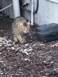 Found/Stray Unknown Cat last seen Canterbury, Naples, FL 34116