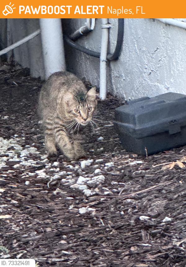 Found/Stray Unknown Cat last seen Canterbury, Naples, FL 34116
