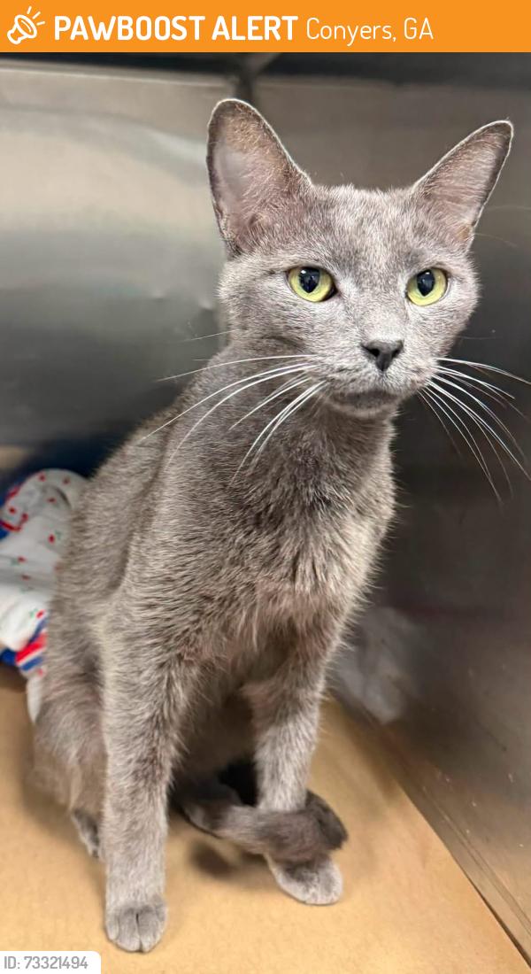 Found/Stray Unknown Cat last seen Located at Rockdale County Animal Service, 1506 Rockbridge Road, Conyers, GA 30012, Conyers, GA 30012