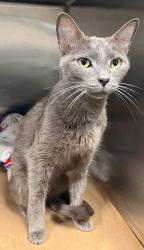 Found/Stray Unknown Cat last seen Located at Rockdale County Animal Service, 1506 Rockbridge Road, Conyers, GA 30012, Conyers, GA 30012