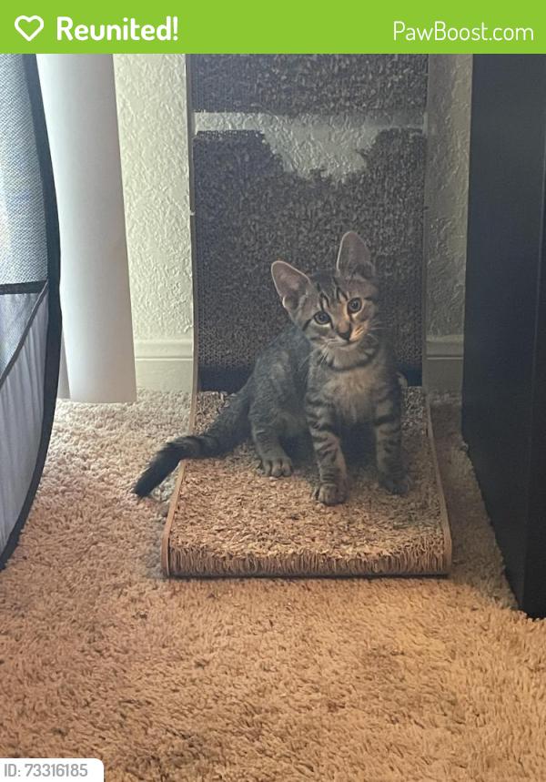 Reunited Male Cat last seen Sanctuary at Winterlakes behind building 9 heading into the woods, Port St. Lucie, FL 34986