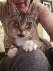 Reunited Male Cat last seen Stowe and Bennington Woods, Reston, VA 20194